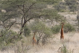 Samburu 肯亞桑布魯之美 - 獵遊行程的遺珠常客