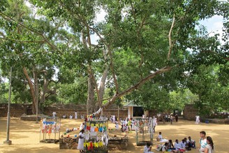 斯里蘭卡︱傳承血脈的老菩提樹：阿努拉德普勒 (Anuradhapura) 摩訶寺的中心信仰