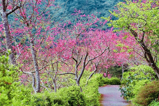 台東景點｜太麻里青山農場櫻花盛開囉！夢幻的櫻花隧道小徑好優雅喔！