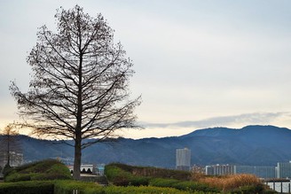 我愛獨旅：一個人漫游京都