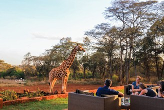 [肯亞] Giraffe Manor長頸鹿莊園。與長頸鹿共度愉快的下午茶時光