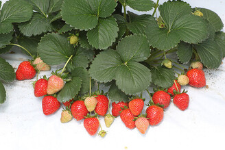 苗栗大湖草莓季開跑 享受「莓」好時光