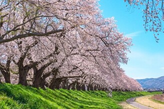 踏上櫻色之旅、漫步日本福井的春之美