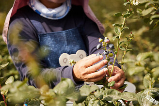 台灣藍莓首次量產 品嚐藍莓昨天還在樹上今天就可新鮮吃的「快」感！