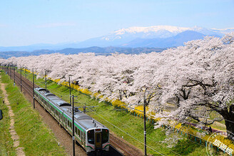 盤點東日本6大賞櫻名所 搭乘JR東日本列車去賞櫻