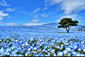 530萬株粉蝶花與藍天交融的藍色絕景