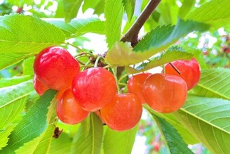 北海道「果樹王國」，深川市採櫻桃旅程暑假出發