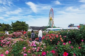 常陸海濱公園3400株玫瑰花迎來最佳觀賞期