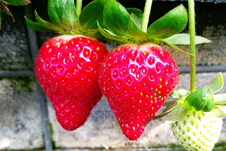 [苗栗] 這次來採高架式的草莓啦，高架式草莓園(白色鐵皮屋)