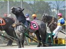 6-9月北海道競馬體驗-大榮獨家！