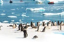 南極 法國龐洛豪華遊輪 企鵝冰川 極地探索18日