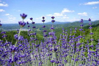 阿武隈洞〜薰衣草園
