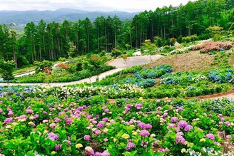 平田村Jupeerland Hirata 繡球花與百合花
