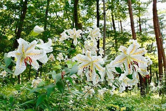 吾妻綜合運動公園〜山百合
