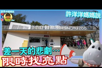 差一天的悲劇⋯新竹動物園 限時找亮點！［YYTV 許洋洋媽媽說］