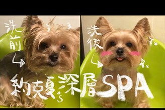 狗狗洗澡 SPA級深層清潔 ∥ 都你的毛洗毛精\ 幫狗狗剪指甲 \ 幫狗狗刷牙\ How to bathe a dog at home ?