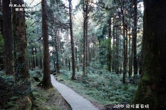 開車輕鬆漫步阿里山