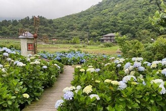 竹子湖繡球花繽紛絢爛