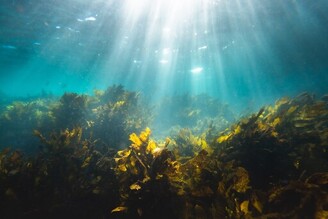 人選之人新塑命：生物可分解塑膠新未來在海藻？