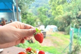 內湖白石湖社區採草莓樂趣多
