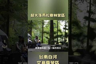 台南白河超大落雨松營地，夏天避暑冬天看落雨松紅
