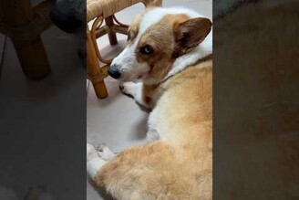 剛洗完澡的多多一來店裡就來找我抓屁股大大還在洗