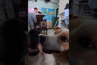 兩個想散步的臭臭