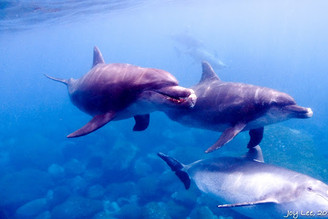 Tokyo - Mikura island 御藏島 遇見嘴角上揚的海豚