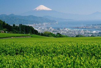 春季限定 富士山與綠茶
