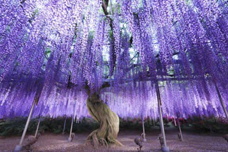 紫藤夢幻物語～足利花卉公園