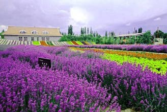 新疆秘境 世界第三大薰衣草花園