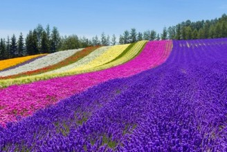 富良野不是紫色 是七彩花田