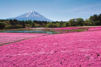 天然打造的迷人粉色芝櫻毯