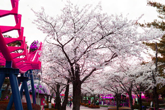 櫻花林下彈琴 偶像劇般的夢幻場景