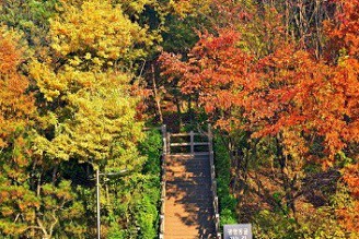 在韓國公認最美的散步步道，慢步銀杏金黃地毯