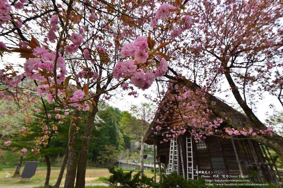 PChome旅行團 白川鄉