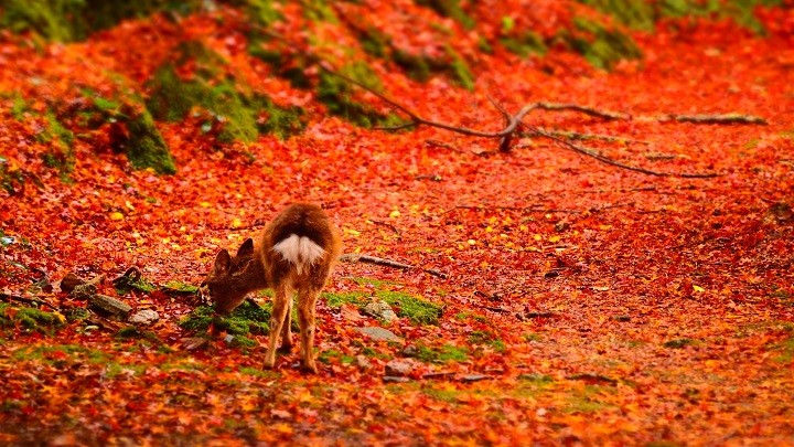 廣島 宮島 紅葉谷公園  第一次賞楓超完美 山陰山陽 PChome旅行團