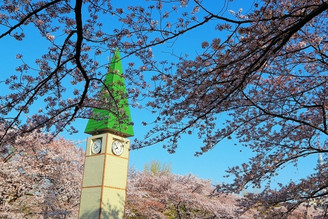 日本櫻花｜猿江恩賜公園！東京超夢幻的包場賞櫻秘境！還能與夢幻晴空塔合影喔！