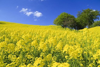 三之倉高原〜油菜花畑
