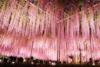 日本景點｜足利花卉公園紫藤花！世界10大夢幻旅遊景點！美不勝收的紫藤花海仙境！