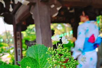 ＃白山神社 ＃紫陽花季，
