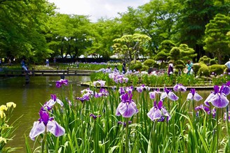 伊佐須美神社️花菖蒲
