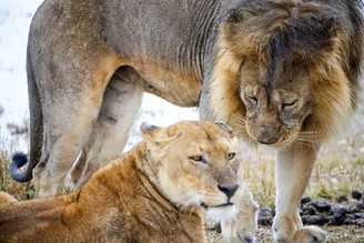 [坦尚尼亞] Ngorongoro Crater Safari恩戈羅恩戈羅火山口獵遊