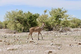 [納米比亞]在納米比亞自己開車找動物！埃托沙國家公園！