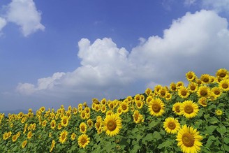 三之倉高原〜向日葵花畑
