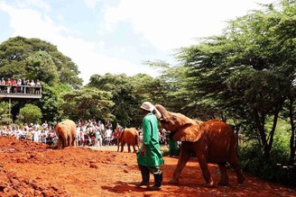 肯亞奈洛比。小象孤兒院 David Sheldrick Wildlife Trust。摸摸小象去