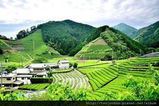 【大人の靜岡】森內茶農園-近距離體驗茶農日常!