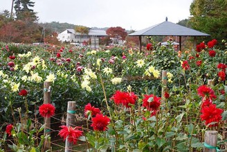 塙町 大理花祭
