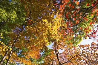 浪漫秋楓物語〜觀音沼森林公園
