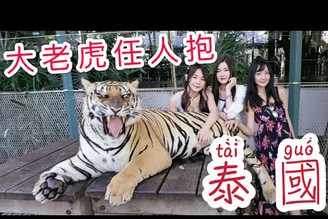 【Vlog】我們在泰國，這裡的老虎居然任人摸！跟貓咪一樣愛撒嬌～另外The animal cafe裡面有超多保育類動物可以近距離接觸，身心靈都被療育了feat.阿咪